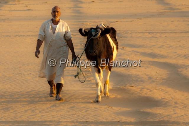 egypte desert libyque 11.JPG - Vieux paysan et sa vache au coucher du soleilDésert libyque, Egypte